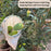 Fruit Picker Basket Tool