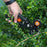Clonixo™ Grafting Tool Kit
