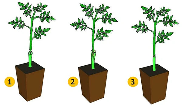 Clonixo™ Grafting Tool Kit